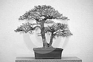 Black and white bonsai tree