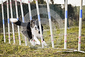black and white border collie in agility slalom