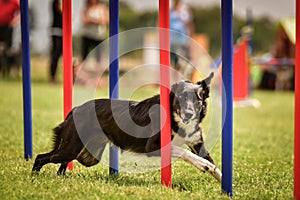 Black and white border collie in agility slalom