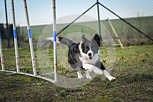 Black and white border collie in agility slalom