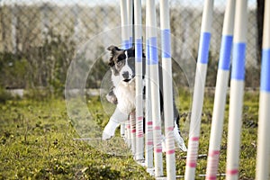 Black and white border collie in agility slalom