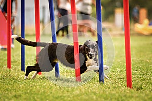 Black and white border collie in agility slalom