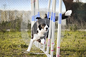 Black and white border collie in agility slalom