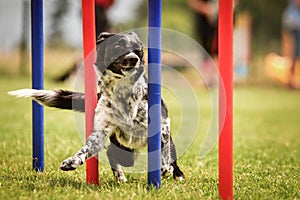 Black and white border collie in agility slalom