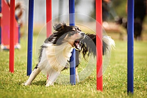 Black and white border collie in agility slalom