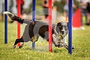 Black and white border collie in agility slalom