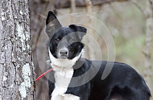 Black and white Border Collie Aussie mixed breed dog