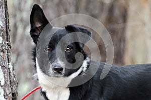 Black and white Border Collie Aussie mixed breed dog