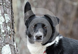 Black and white Border Collie Aussie mixed breed dog