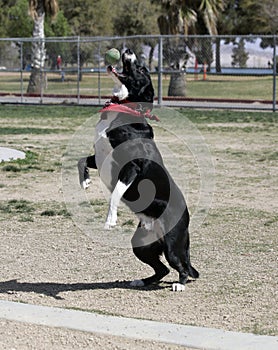 Black and white border collie catching a ball