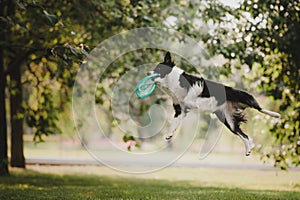 Black and white border collie catching a frisbee disc