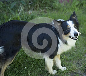 Black and White Border Collie dog