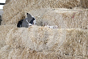 Black and white Border Collie dog eating a bone on a pile of straw