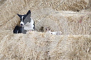 Black and white Border Collie dog eating a bone on a pile of straw