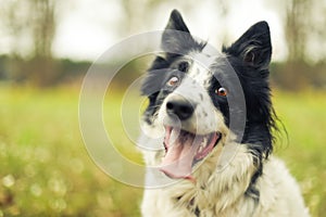 Black and white border collie dog panting and looking at the camera