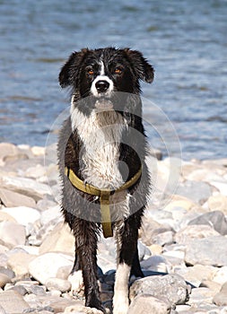 Black and white border collie dog after swim