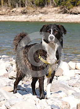 Black and white border collie dog after swim