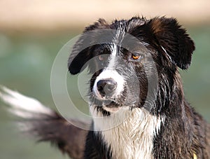Black and white border collie dog after swim