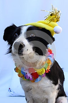 .a black and white border collie dog, wearing a yellow beanie and a Hawaiian collar photo