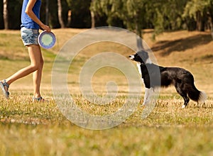 Black and white Border Collie Frisbee. Canine sports.