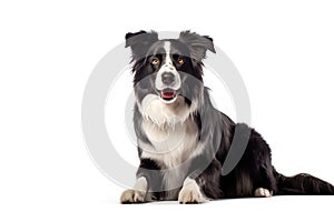 Black and white border collie jumping, isolated on white background. AI generated