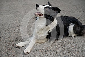 Black and white border collie lying on the pavement with crossed paws.