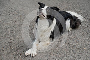 Black and white border collie lying on the pavement with crossed paws.