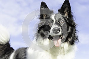 Black and white border collie portrait in the sky