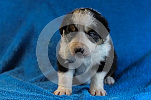 Black and white border collie puppy