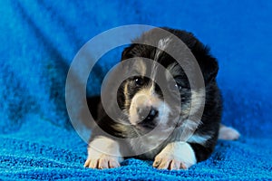 Black and white border collie puppy