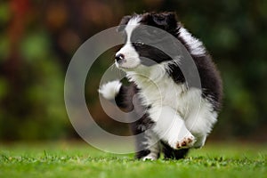 A black and white border collie puppy