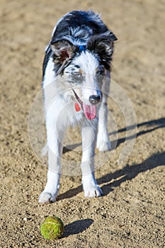 Black & white Border Collie puppy taking a break from chasing a ball in a dog park.