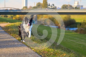 Black and white Border Collie running along a rural footpath