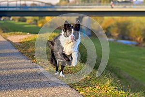 Black and white Border Collie running along a rural footpath