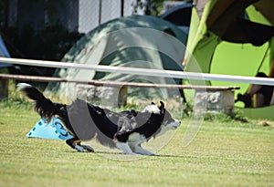Black and white Border collie is running on prague frisbee competition.