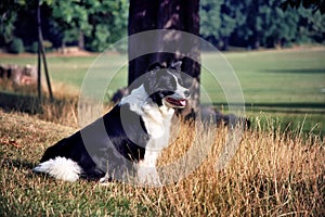 Black and white border collie sitting in field