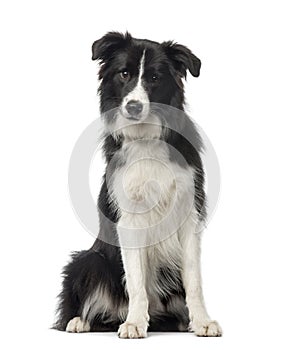 Black and white Border Collie sitting, 8 months old photo