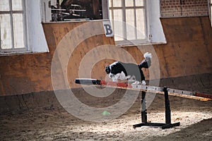 Black and white border collie stands on wooden swing and looks attentively at owner, waiting for next command. Agility