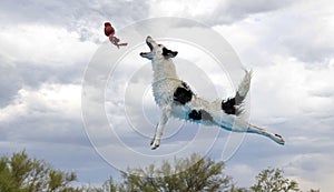 Black and white border collie about to catch a toy in the air