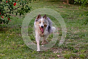 Black and white border collie walking on the green grassAnimal widlife