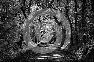 Black and White Botany Bay Dirt Road Oak Tree Tunnel