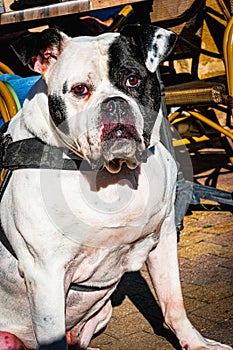 Black and white boxer dog sitting