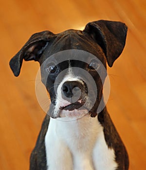 Black and white boxer puppy head shot