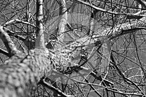 Black and white branches