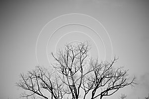Black and white branches of dead tree halloween