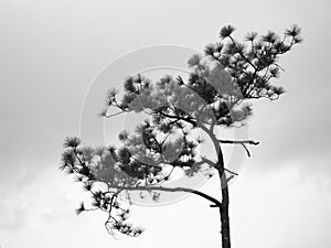 Black and white branches of tree