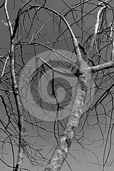 Black and white branchs