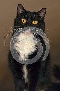 Black with white breasts cat with orange eyes