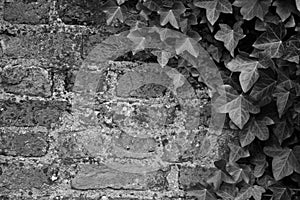 Black and White of Brickwall with Ivy