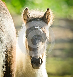 A black white brindled foal is looking direktly into the camera